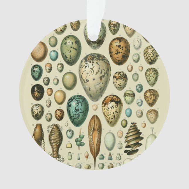 Vintage Bird Eggs French Fish Egg (devant)