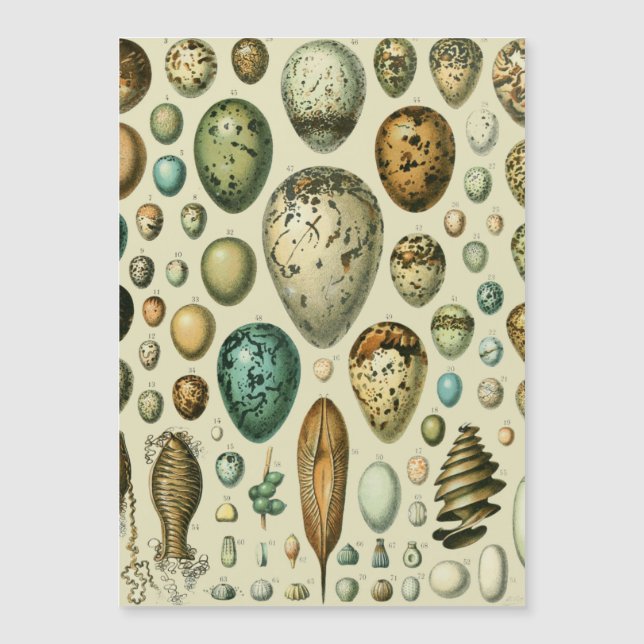 Vintage Bird Eggs French Fish Egg (Devant)