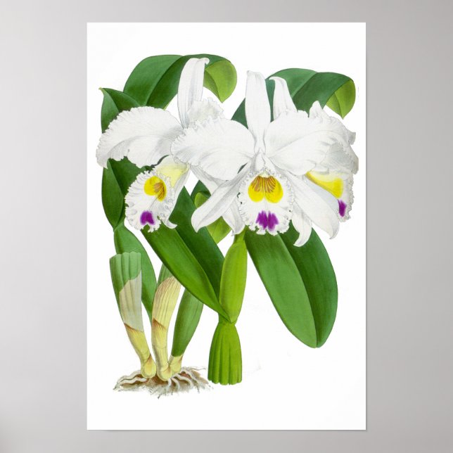 Vintage blanc orchidée - Poster (Devant)