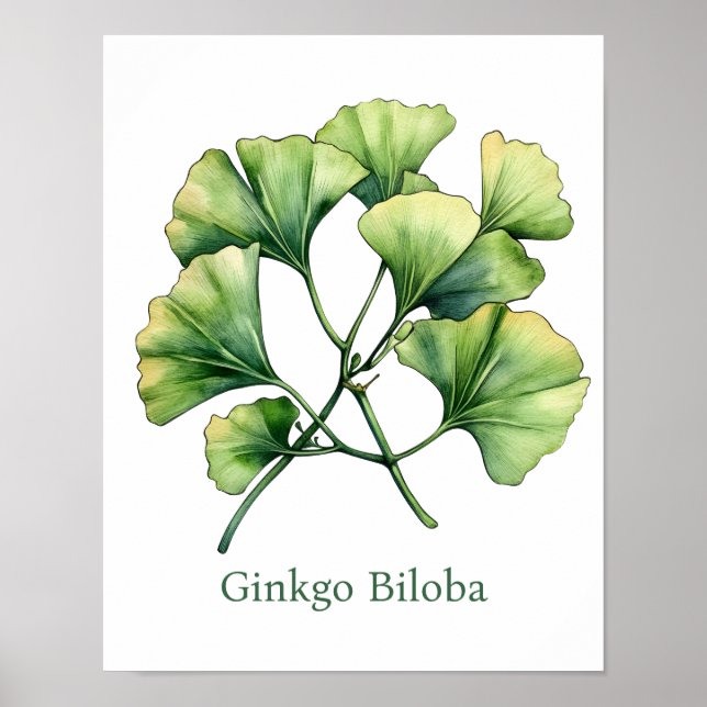 Vintage Botanical Illustration Ginkgo Poster (Devant)