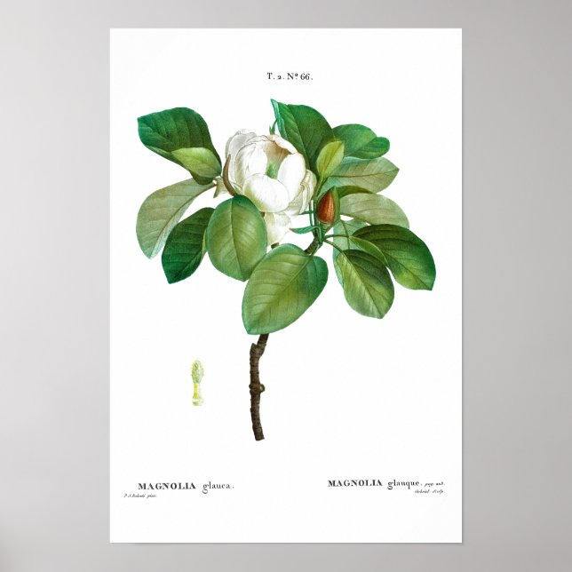 VINTAGE BOTANICAL "MAGNOLIA" REDOUTÉ POSTER (Devant)