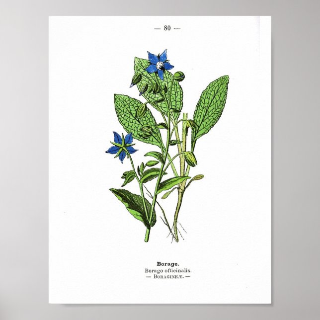 Vintage Botanical Poster - Borage (Devant)