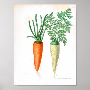 Vintage Botanical Poster - Carrot