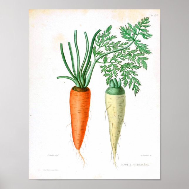 Vintage Botanical Poster - Carrot (Devant)
