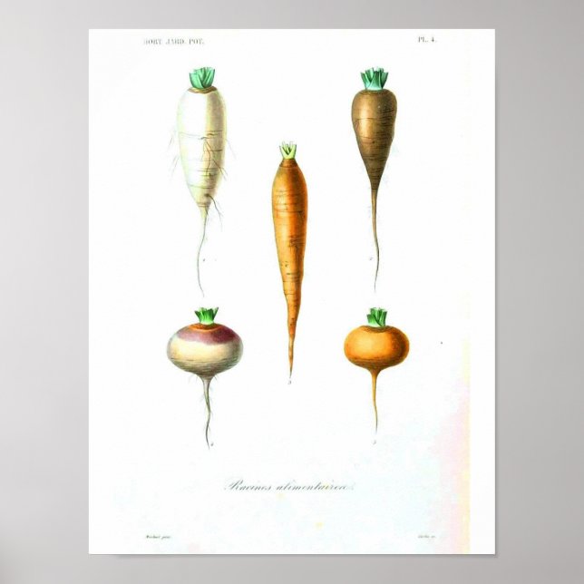 Vintage Botanical Poster - Carrots (Devant)