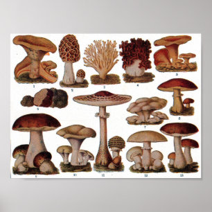 Vintage Botanical Poster - Mushroom Family