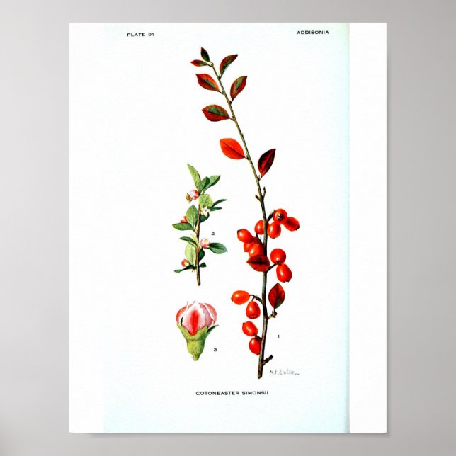 Vintage Botanical Poster - Red Berries (Devant)