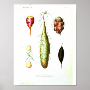 Vintage Botanical Poster - Root Vegetables