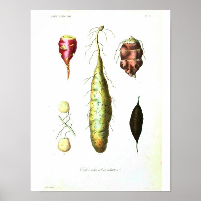 Vintage Botanical Poster - Root Vegetables (Devant)