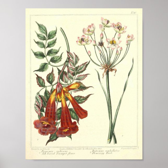Vintage Botanical Poster - Wild Flower (Devant)