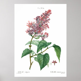 Vintage botanical print of a Common lilac Poster