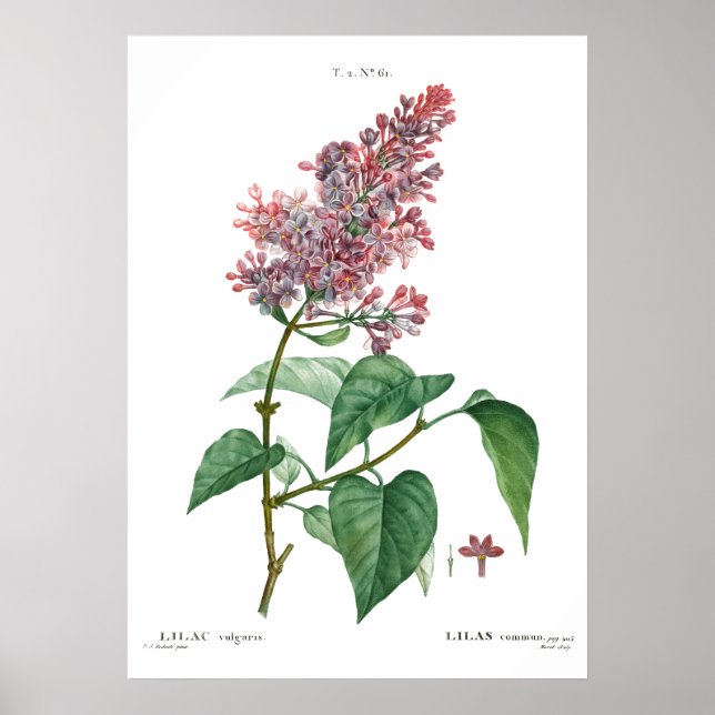 Vintage botanical print of a Common lilac Poster (Devant)