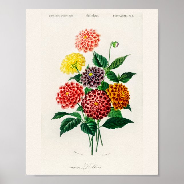 Vintage Botanical Red Dahlia Poster (Devant)