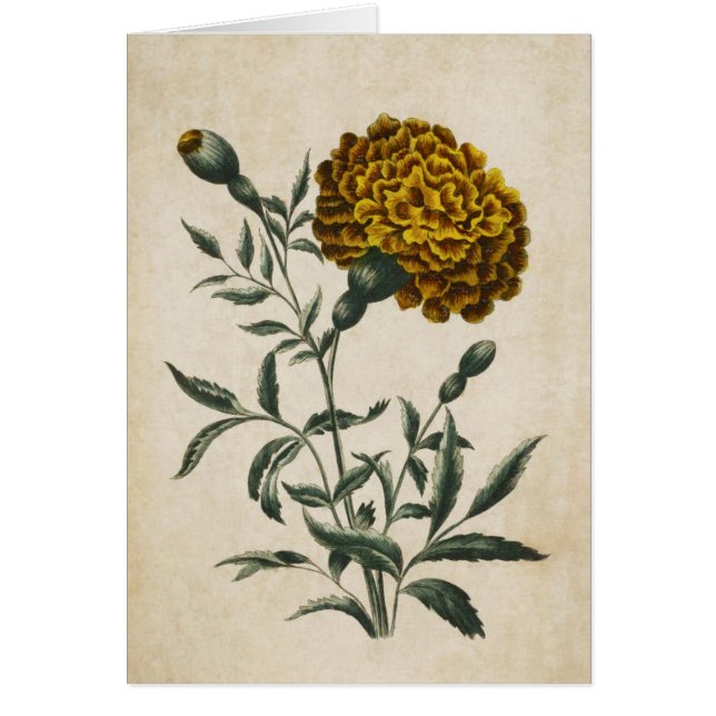 Vintage Botanique Floral Africain Marigold (Devant)