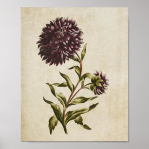 Vintage Botanique Floral Double Aster Impression