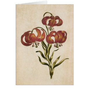 Vintage Botanique Floral Mountain Lily