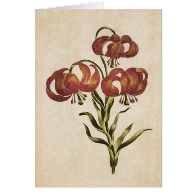 Vintage Botanique Floral Mountain Lily (Devant)