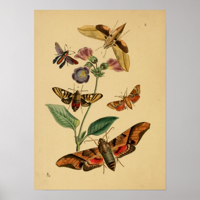 Vintage Butterfly Poster (Devant)