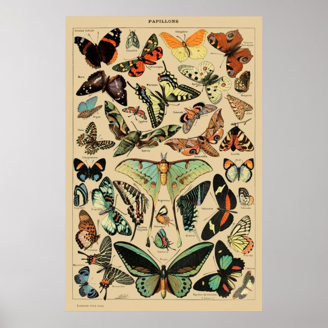 Vintage Butterfly Poster Prints Art Insects (Devant)