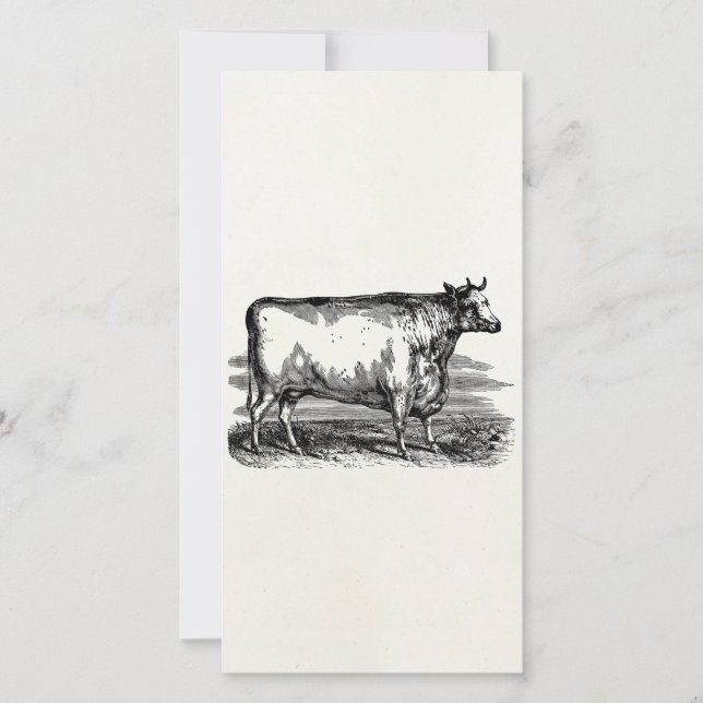 Vintage Durham Cow Bull Illustration personnalisée (Devant)
