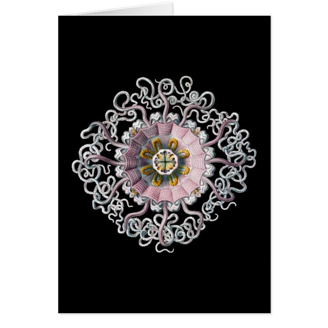 Vintage Ernst Haeckel (Devant)