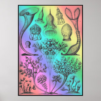 Vintage Ernst Haeckel Arc-en-ciel affiche couleur