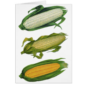 Vintage Food Healthy Vegetables, Fresh Corn on Cob