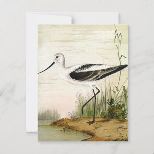 Vintage Marine Life Shorebirds, Avocet Birds