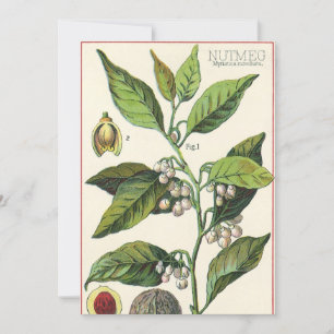 Vintage Nutmeg Plant Fruit Seeds, Food Herbs Spice