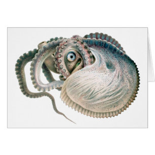 Vintage Octopus Argonaut, Marine Life Animaux