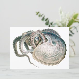 Vintage Octopus Argonaut, Marine Life Animaux