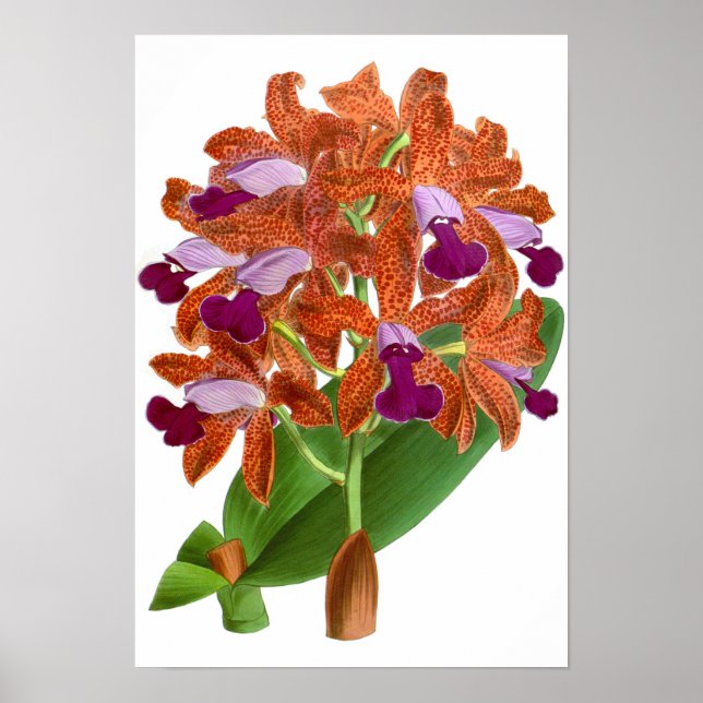 Vintage Orange violet orchidée - Poster (Devant)