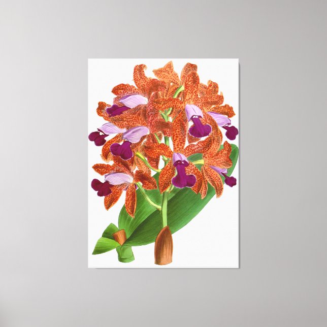 Vintage Orange violet orchidée - toile Imprimer (Recto)