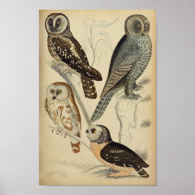 Vintage Owl Illustration Poster (Devant)
