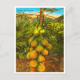 Vintage Papaya Tree, Floride Carte postale Voyage