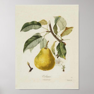 Vintage Pear Poster