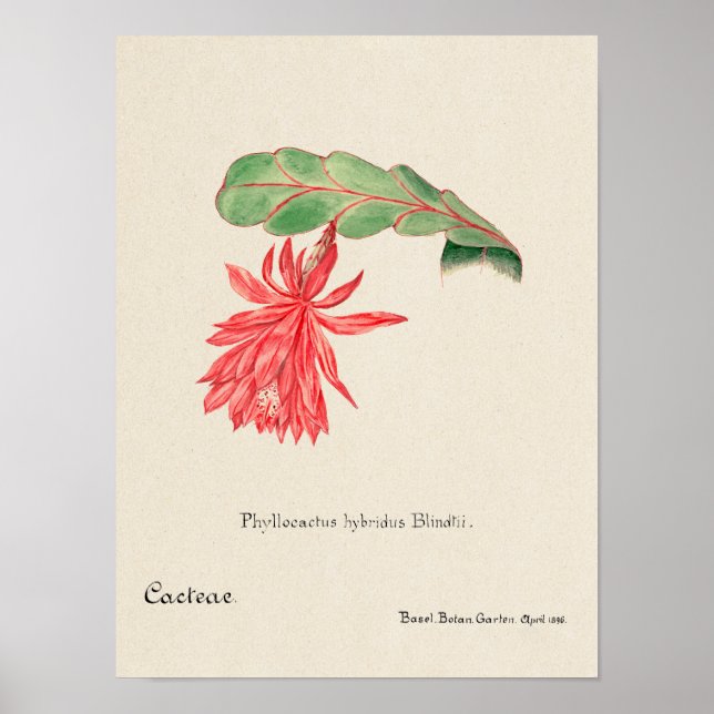 Vintage Succulent Illustration Poster (Devant)