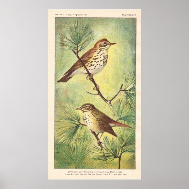 Vintage Thrush Poster (Devant)