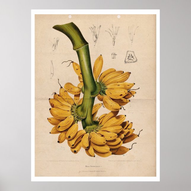 Vintage Tropical Banana Poster (Devant)