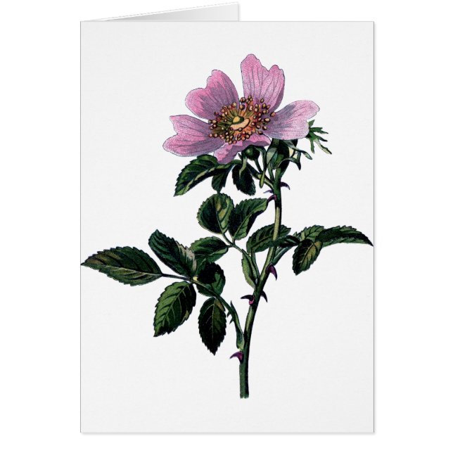 Vintage Wild Rose (Devant)