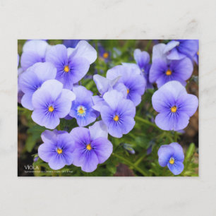 Viola : Carte postale