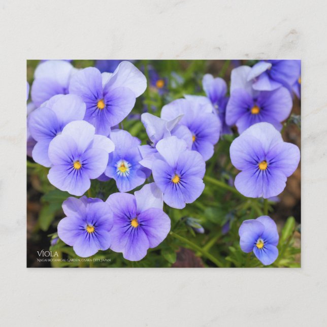 Viola : Carte postale (Devant)