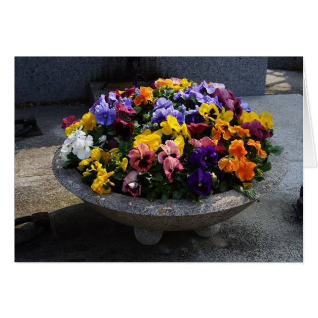 Viola sortrockiana (Devant horizontal)