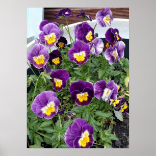 Viola violet Violas Floral Fleur Poster du jardin