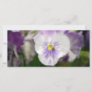 Violas violets et blancs par Shirley Taylor
