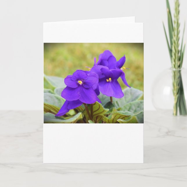 Violet, carte (Devant)