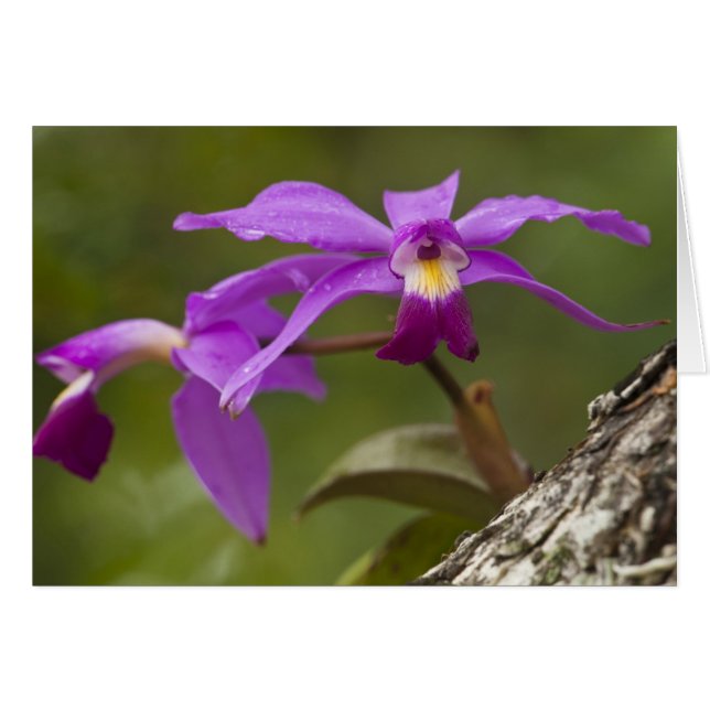 Violet Cattleya Orchid Cattleya violacée) (Devant horizontal)