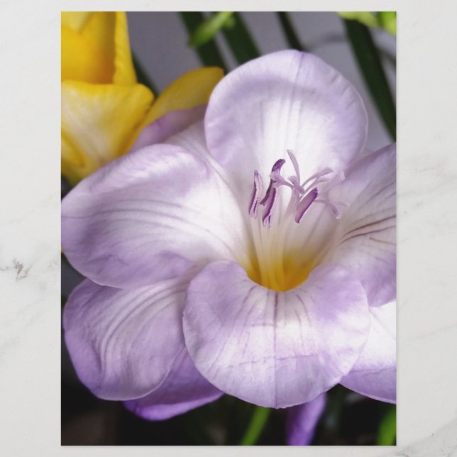 violet freesia (Devant)