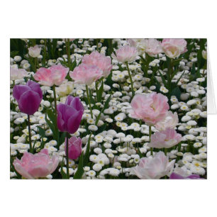 Violet Parmi Le Rose Pâle