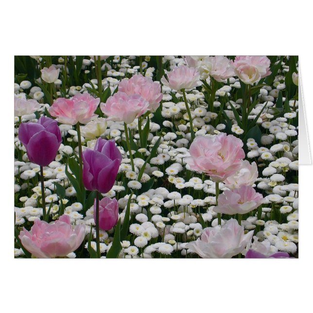 Violet Parmi Le Rose Pâle (Devant horizontal)
